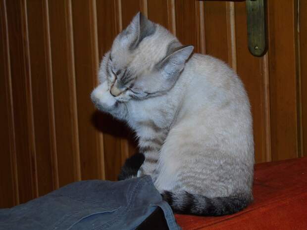 19.  животные, коты