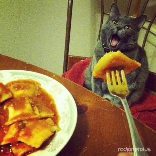 Он всегда будет хотеть то, что едите вы Он всегда будет хотеть то, что едите вы