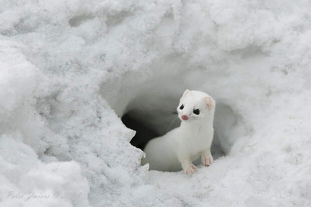 Top Ten Beautiful Snow Animals. P-II (Last) : Natures Colors
