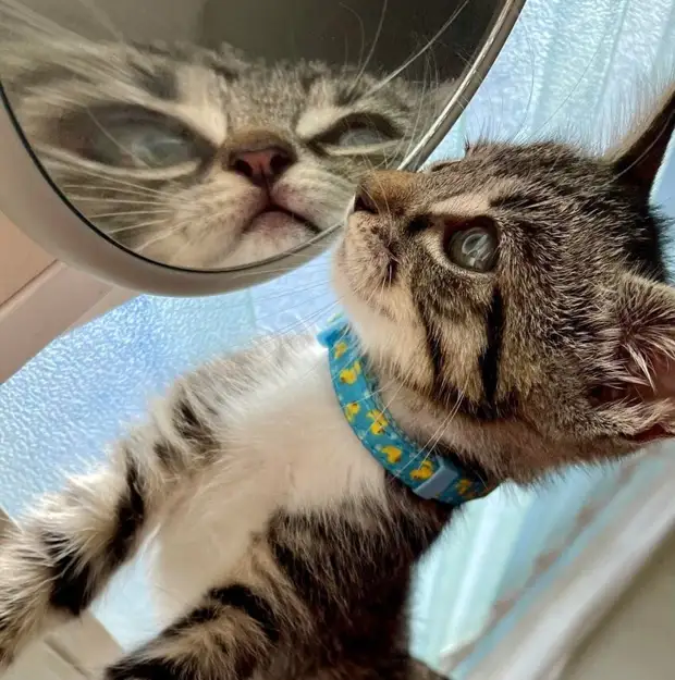 Котики и зеркала — это идеальное сочетание