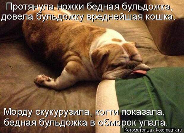 Котоматрица: Протянула ножки бедная бульдожка, довела бульдожку вреднейшая кошка. бедная бульдожка в обморок упала. Морду скукурузила, когти показала,