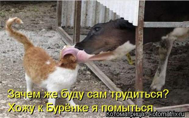Лучшие котоматрицы недели (50 фото) Лучшие котоматрицы недели (50 фото)