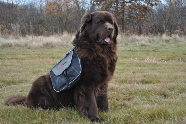 This week on Meet the Giants - the Newfoundland! Check back weekly for information about other giant breeds!