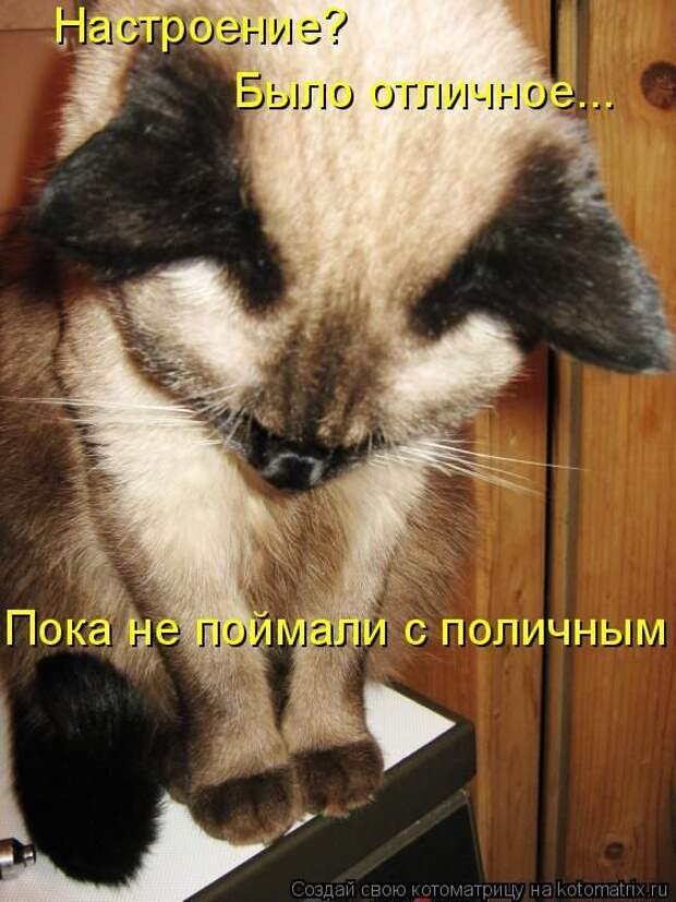 Лучшие котоматрицы недели