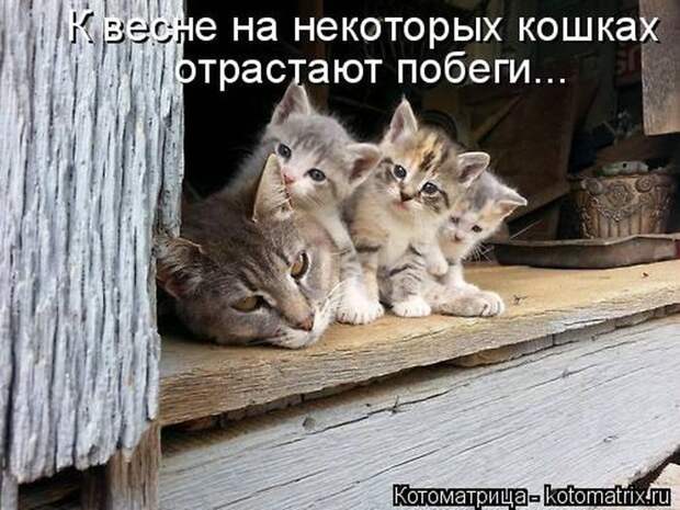 Лучшие котоматрицы недели