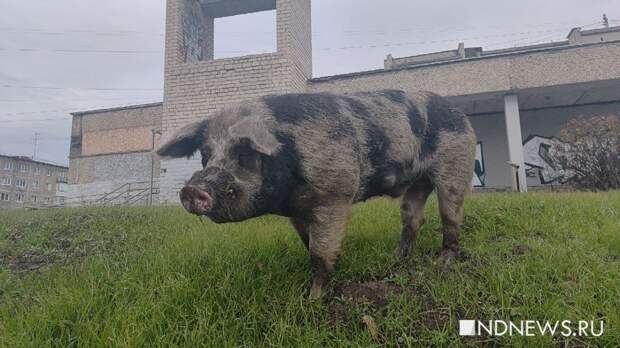 Судьбу бродячих ревдинских свиней будет решать облсуд