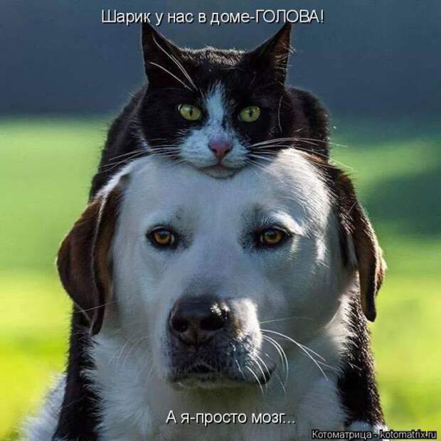 Лучшие котоматрицы недели
