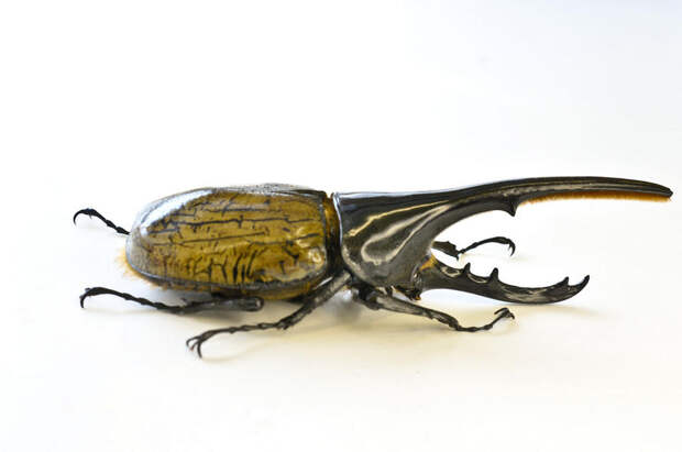 Животные с несоразмерными частями тела (10 фото + текст) Животные с несоразмерными частями тела (10 фото + текст)