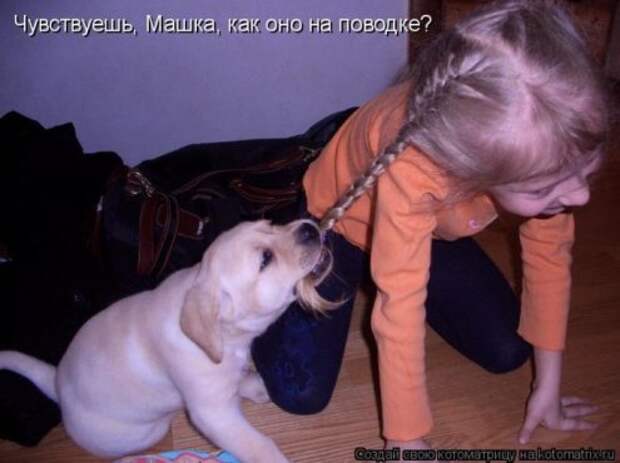 Котоматрица новые за неделю.