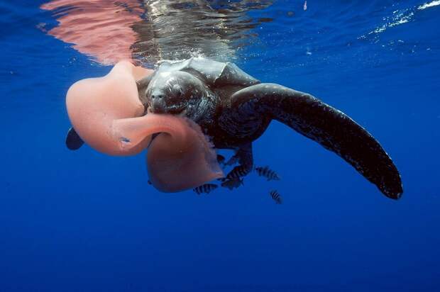 8. Кожистая черепаха у острова Пику, Азорский архипелаг, Португалия кадр, под водой, рыба
