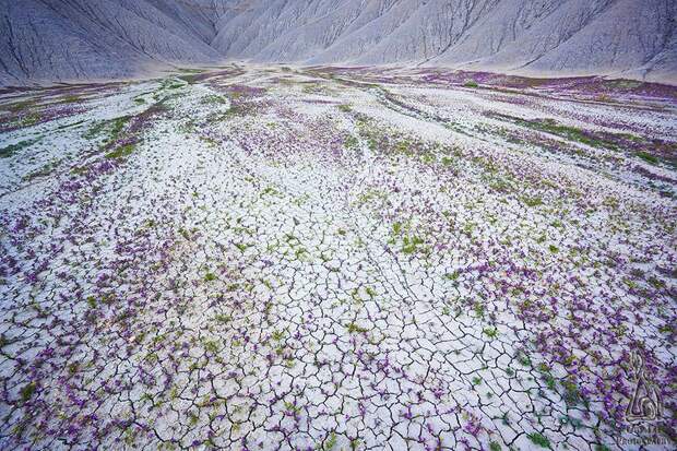 UtahDesert04 Цветущая пустыня Анза Боррего