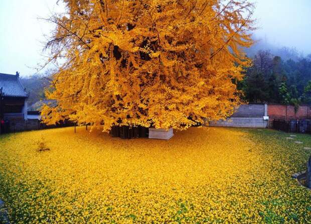 czolotye_listja_dereva_ginkgo_5_foto_3
