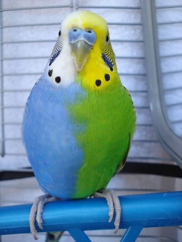 Голубо-зеленый длиннохвостый попугай