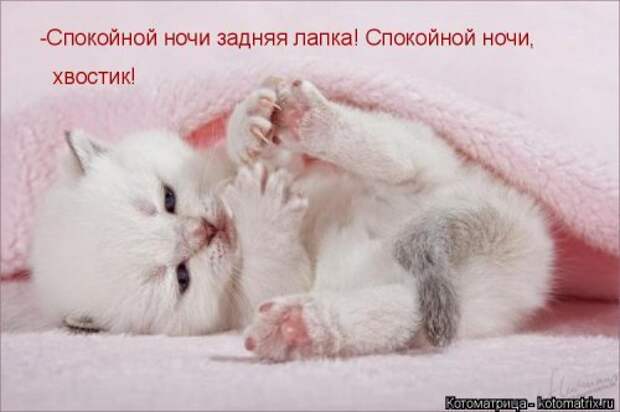 Прикольные котоматрицы. Весёлые коты