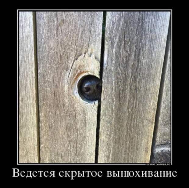 Подборка демотиваторов и просто смешных картинок девушки, демотиваторы, животные, коты, прикол, юмор
