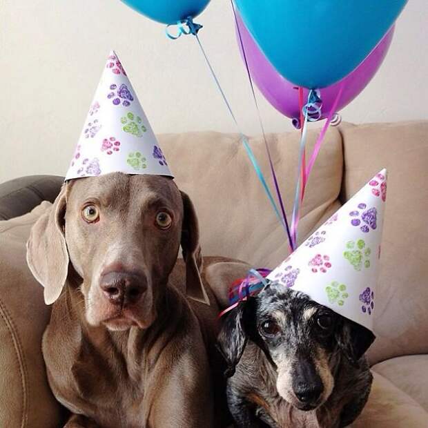 Пёс, Харлоу, дружба,собаки,  Harlow and Indiana,Harlow and Sage 