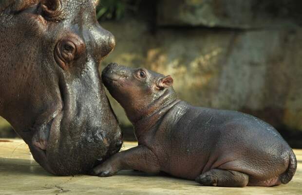 Родительская опека в мире животных (29 фото)