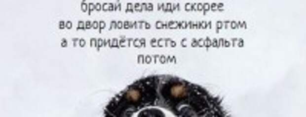 Эти забавные животные впервые увидели снег! Их реакция вам понравится.