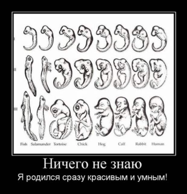 Картинки демотиваторы с приколом.