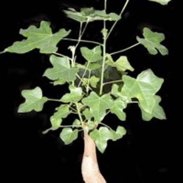 brahihiton