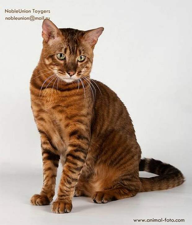 Тойгер (Toyger cat), кошки породы кошек фото картинка