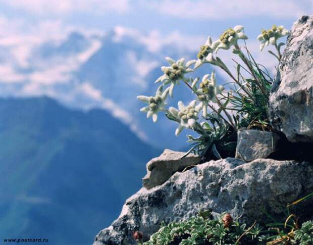 Самое романтическое растение - Эдельвейс. интересное, природа, растения, цветы