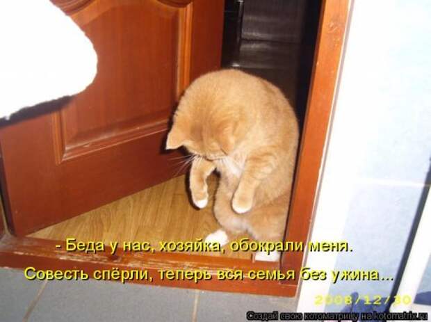 Котоматрица для хорошего настроения (35 фото)