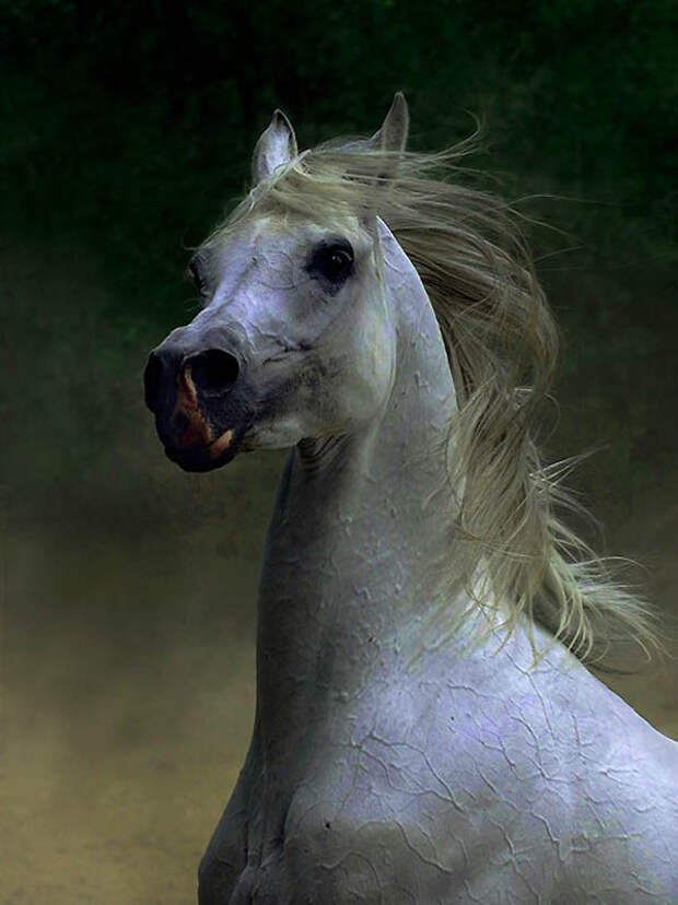22. Сегодня в Северной Аемрике зарегистрировано больше арабских лошадей, чем во всем мире вместе взя