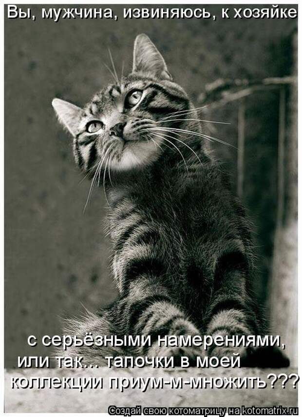 Котоматрица