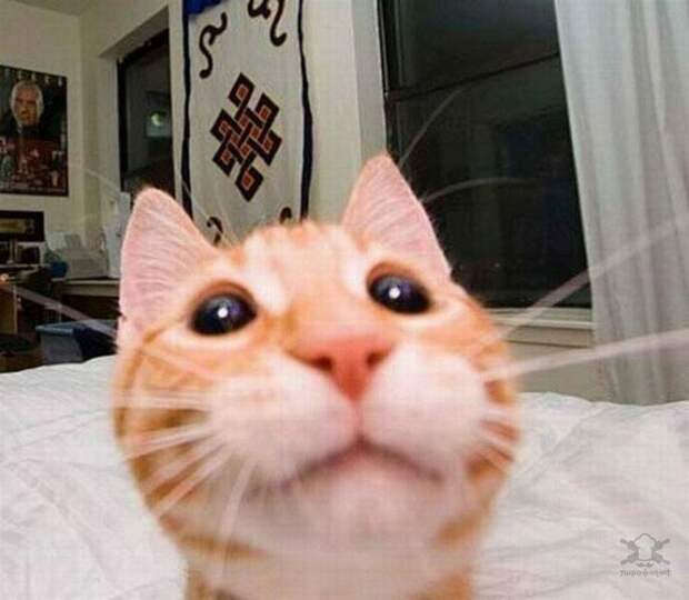 Забавные любопытные кошки, попавшие в объектив фотокамеры животные, коты, юмор
