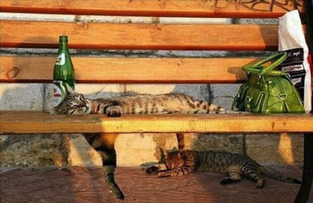 Немного спящих котов коты, милота, сон