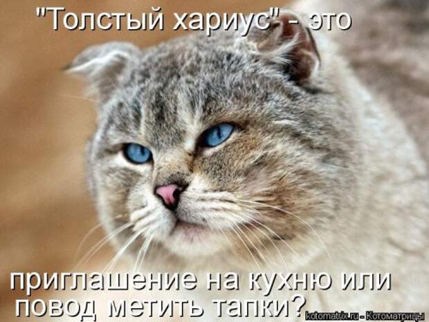 Новая котоматрица (29 фото)