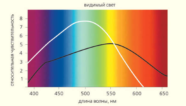 Хронометр жизни. Отчего мы стареем