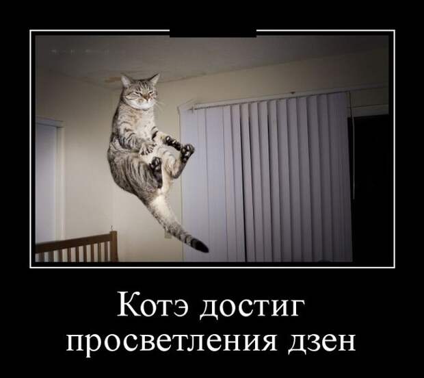 Котэ достиг просветления дзен демотиватор, юмор