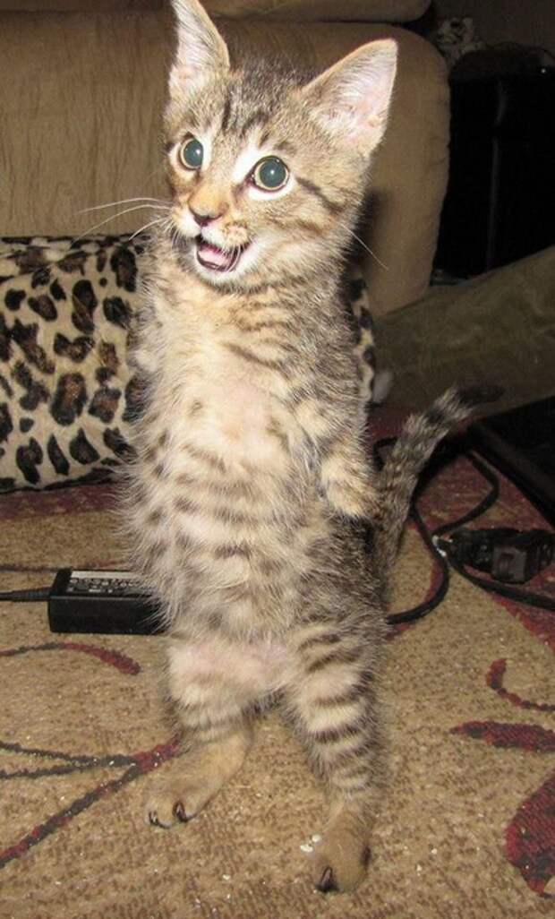 котёнок