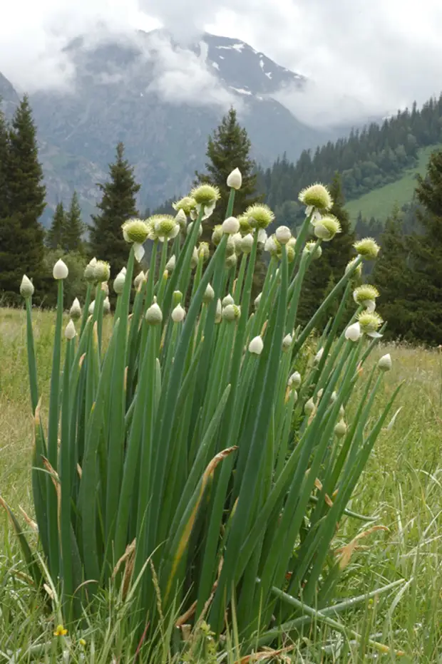 Дикие луки. Allium altaicum. Горный Алтайский лук. Лук батун Алтайский. Лук Алтайский Альвес.