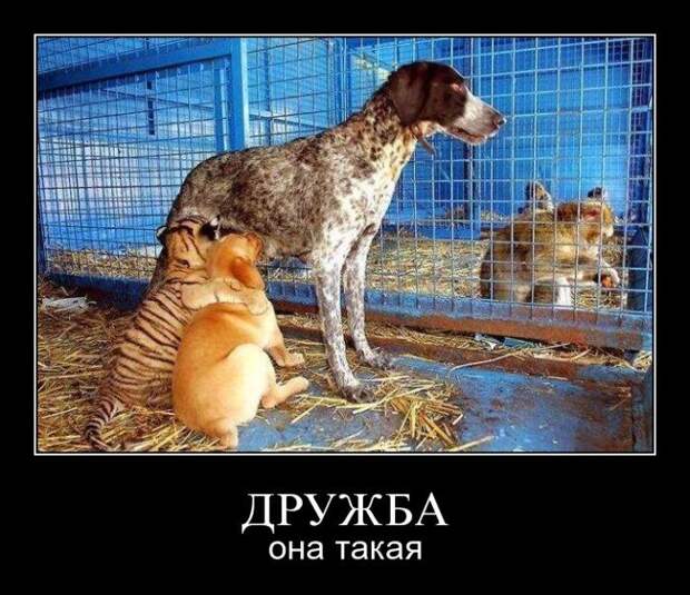 Демотиваторы (107 фото)