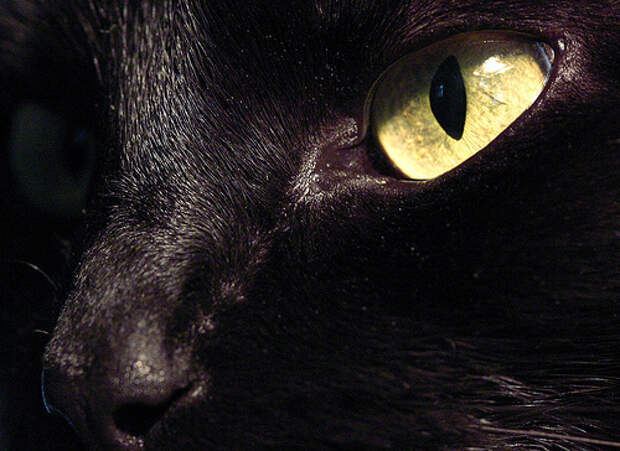 Глаза кошек фото 7