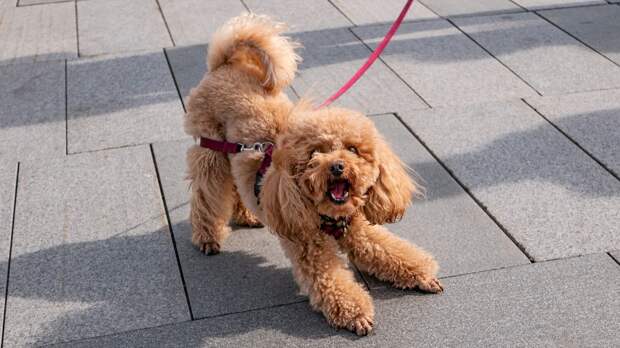 Кинолог Голубев: при дрессировке собаки не нужно злоупотреблять командой «Фу»