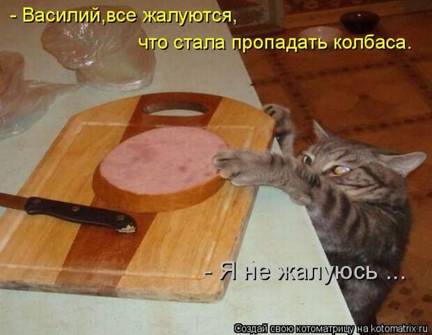 Лучшие котоматрицы недели (50 фото)