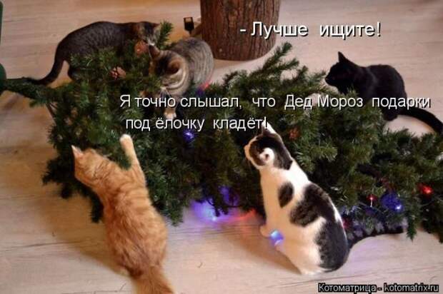 Лучшие котоматрицы недели (50 фото)