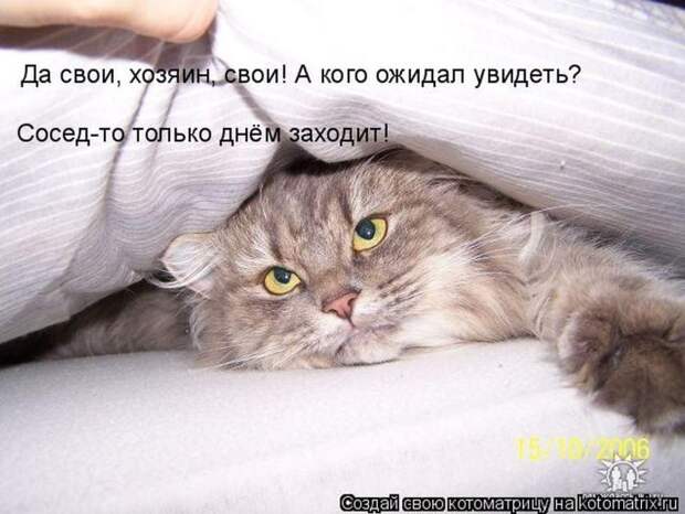 Лучшие котоматрицы недели