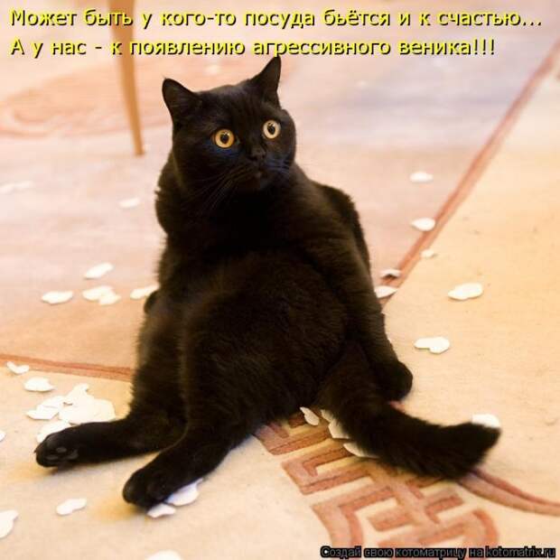 Клёвые отрывные котоматрицы (30 фото)