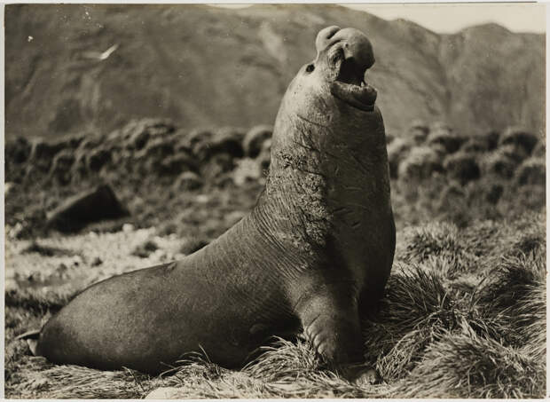 Первая Австралийская антарктическая экспедиция в фотографиях Фрэнка Хёрли 1911-1914 34