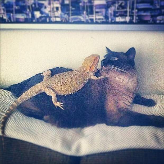 дружба кота и ящерицы