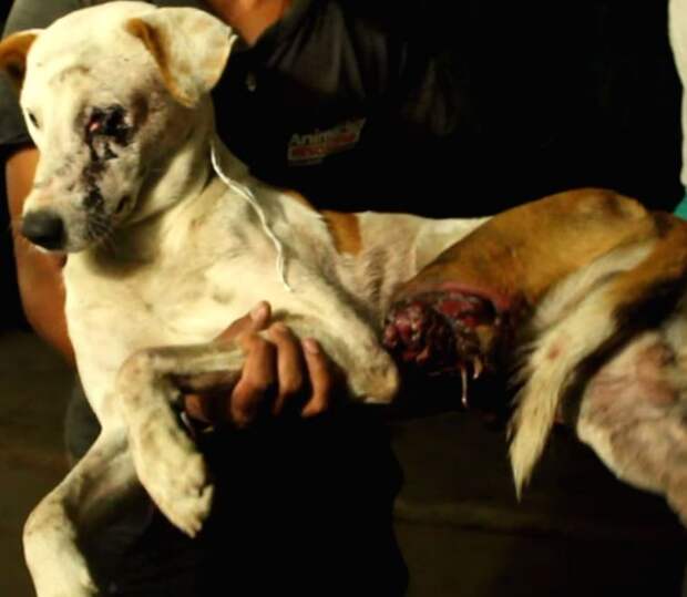 спасение собаки Индия, Пират собака оторванная лапа, Animal aid unlimited