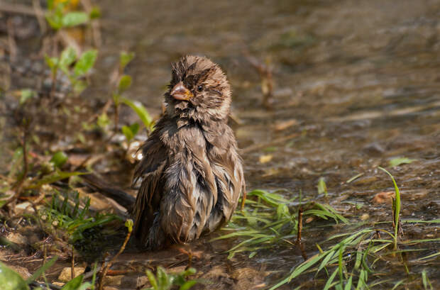 Фото: Ирина Фурашова