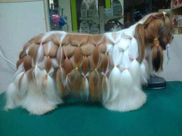 Смешные животные
