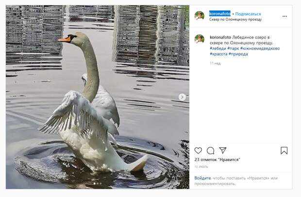 В  конкурсе на лучший снимок лебедя в сквере на Олонецком проезде определился победитель