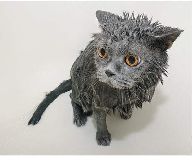 Жестокие фото котов после принятия ими водных процедур вода, животные, коты